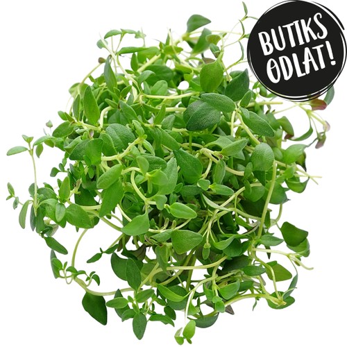 Timjan 40g Butiksodlad