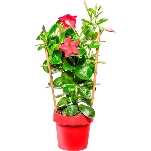 Bägarranka 14 cm
