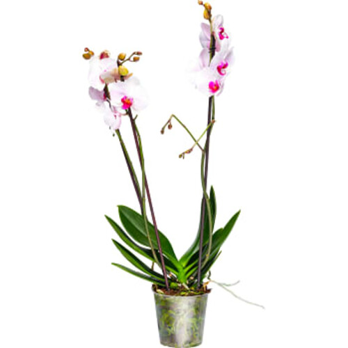 Phalaenopsis orkidé 3-stänglar 12cm kruka varierande färger ICA