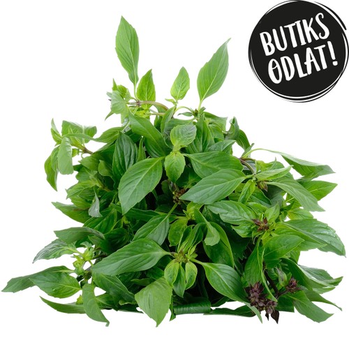 Thaibasilika 40g Butiksodlad