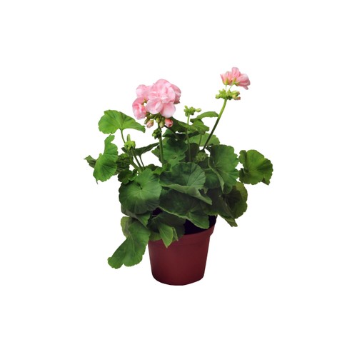 Pelargon Mårbacka 1st 12cm kruka Rosa