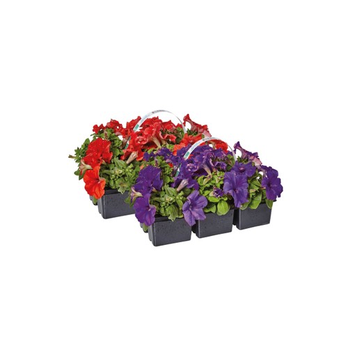 Sommarplant 6-p varierande sorter