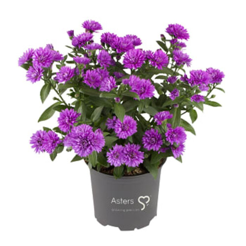 Aster dubbelblommande 11cm kruka Höjd 28cm varierande färger