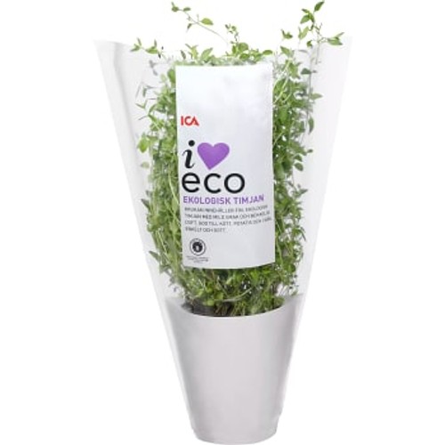 Timjan i kruka Ekologisk 1-p KRAV ICA I love eco