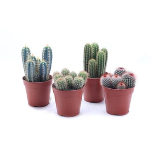 Kaktus varierande sorter 12cm kruka Höjd 25cm