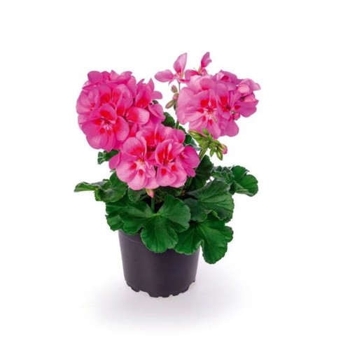 Pelargon zonale rosa 12cm