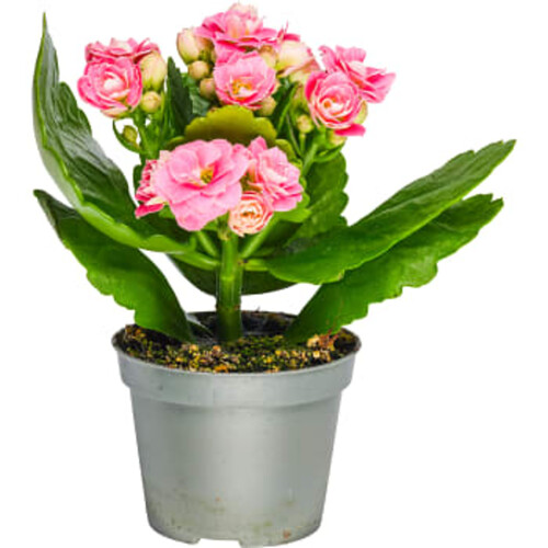 Kalanchoe mini dubbelblommande 6cm kruka Höjd 12cm varierande färger