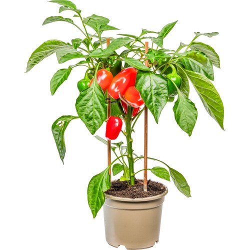 Paprika Pic a pep 14cm kruka Höjd 45cm