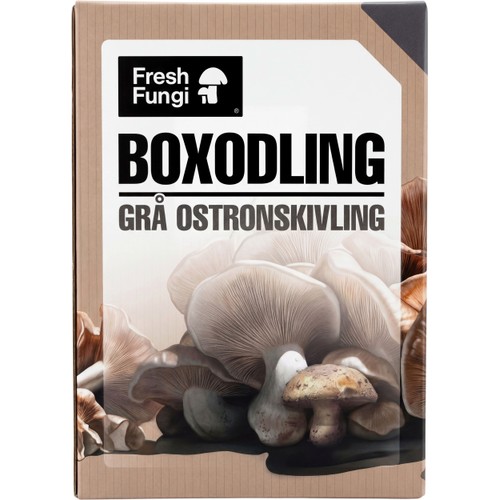 Boxodling Grå Ostronskivling 1st Fresh Fungi