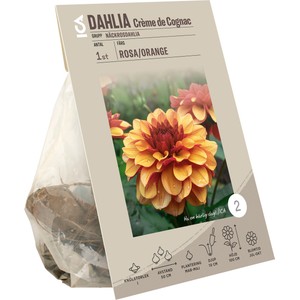 Dahlia Creme de Cognac gul/orange ICA Garden