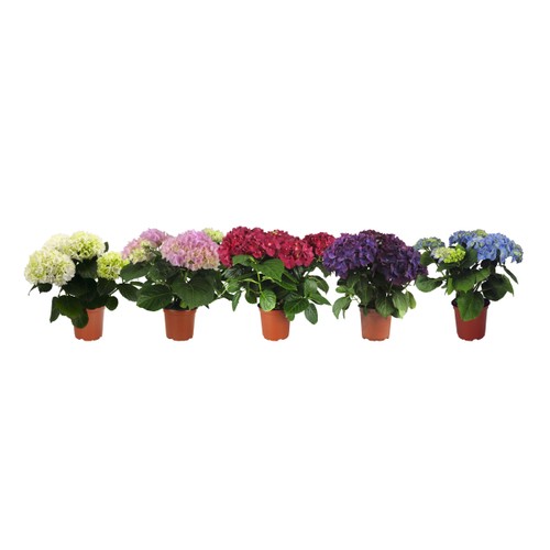 Hortensia 4-grenad 13cm kruka varierande färger