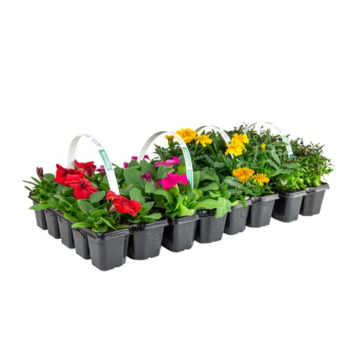 Sommarplant 6-pack