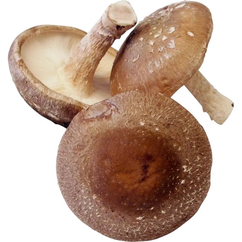 Svamp Shiitake Eko ca 20g Klass 1