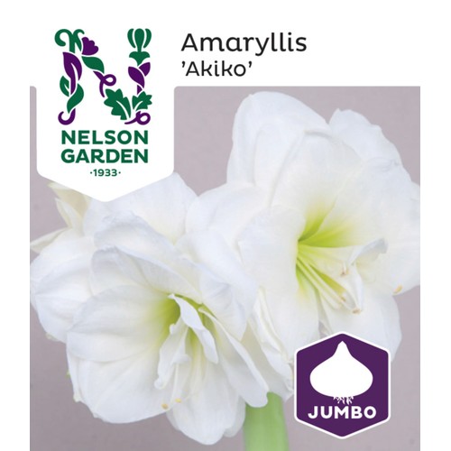 Amaryllis Jumbo Vit 1st Nelson Garden