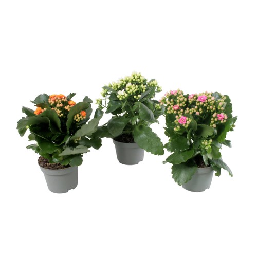 Kalanchoe dubbelblommande 10,5cm kruka Höjd 26cm varierande färger