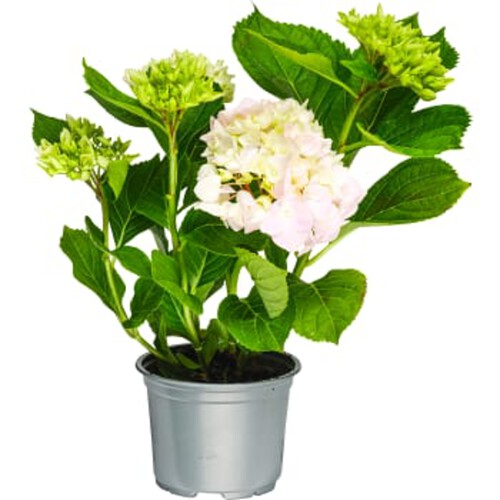 Hortensia 2-grenad 10,5cm kruka varierande färger