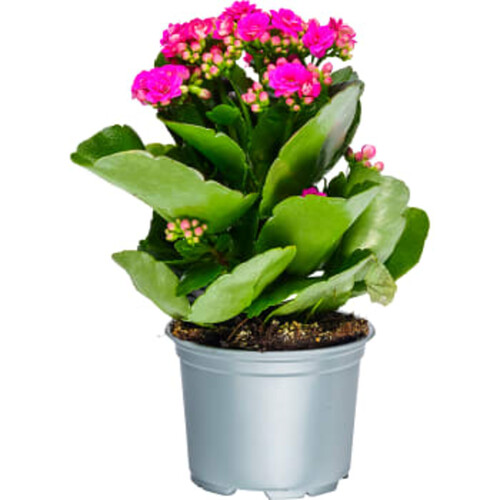 Kalanchoe 10,5cm cerise