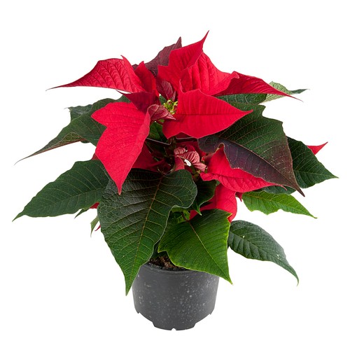 Julstjärna 1-bent 10,5cm kruka Höjd 22cm röd    