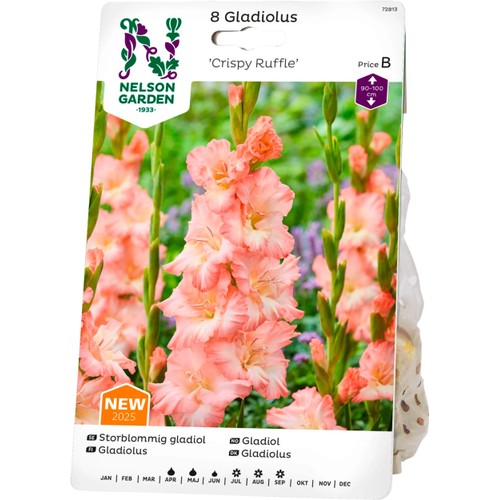 Vårlök Gladiol Storblommig Crispy Ruffle 1st Nelson Garden