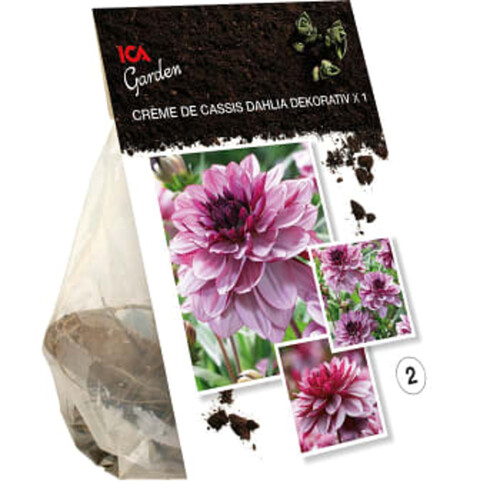 Dahlia Creme de Cassis lila/rosa ICA Garden