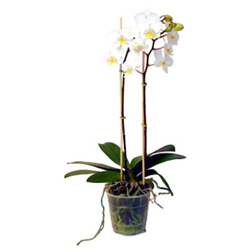 Orkidé Phalaenopsis 2-stänglad 1-p