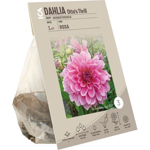 Dahlia Ottos Thrill rosa ICA Garden