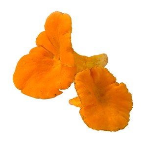 Kantarell ca 10g Klass 1