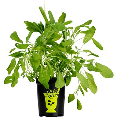 Salvia i kruka 1-p Orto Novo