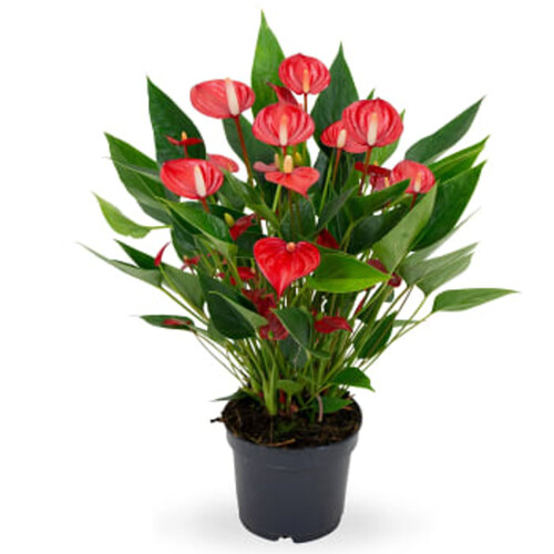 Anthurium Million 12cm kruka Höjd 40cm röd