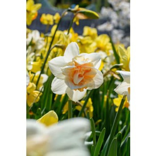 Narcissus Replete