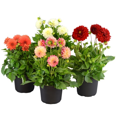 Dahlia 19 cm