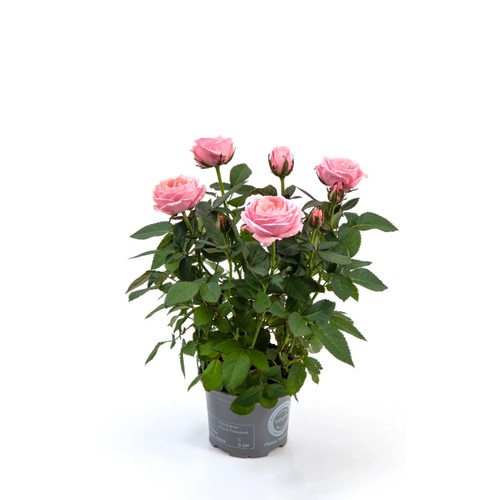 Ros i kruka storblommig