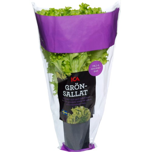 Grönsallat i kruka 1-p Klass 1 ICA