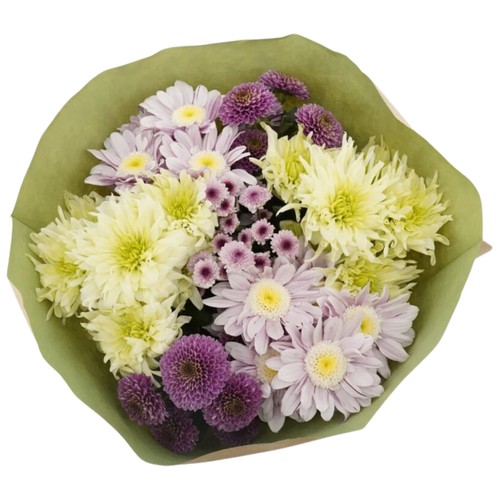 Krysantemum stilig 50 cm