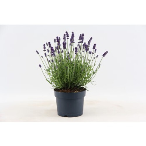 Lavendel perenn lyx 17cm kruka Höjd 25cm lila