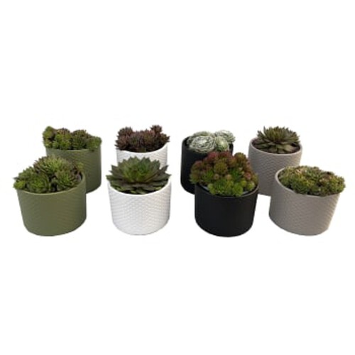 Arrangemang Succulent i kruka