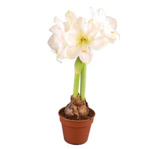 Amaryllis vit 14 cm