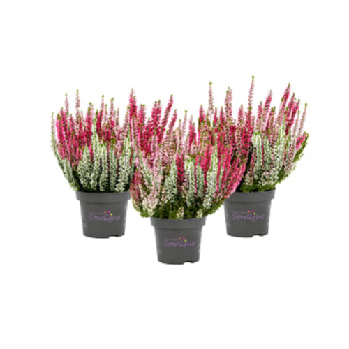 Ljung Calluna Trio Rosa Bandet 11 cm