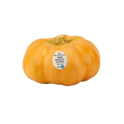 Pumpa Muscat Mini Klass 1 ICA