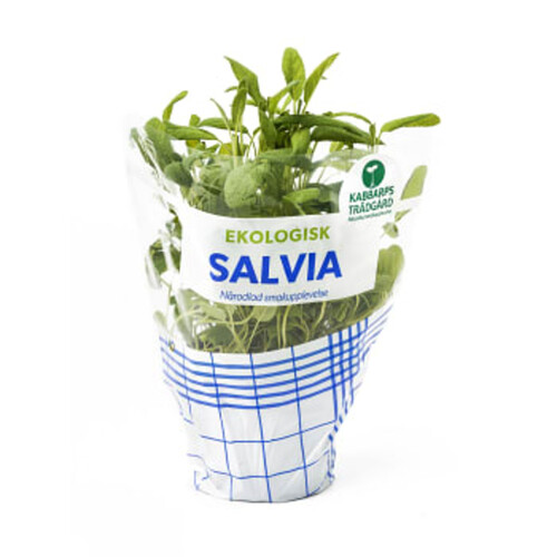Salvia Ekologisk 1-p Kabbarps Trädgård