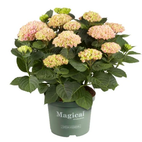 Hortensia Magical 23 cm