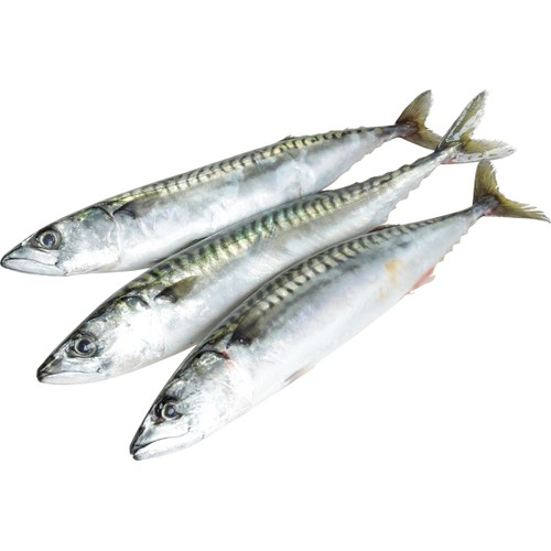 Makrill