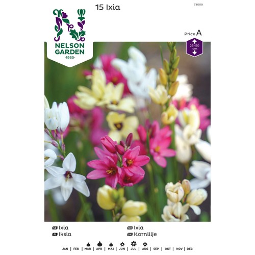 Vårlök Ixia Mix 1st Nelson Garden