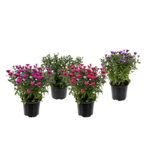 Aster Dubbelblommande stor 15cm kruka