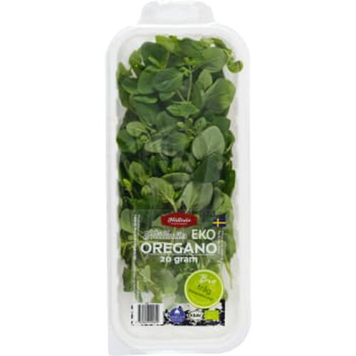 Oregano EKO 20g Hällnäs Handelsträdgård