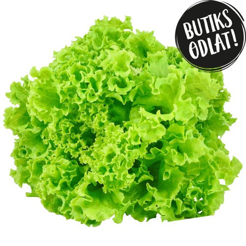 Lollo Biondasallat 100g Butiksodlad