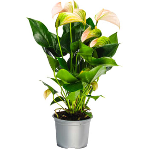 Anthurium 13cm kruka Höjd 40cm varierande färger