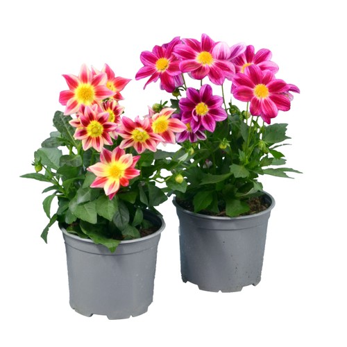 Dahlia 14 cm ICA