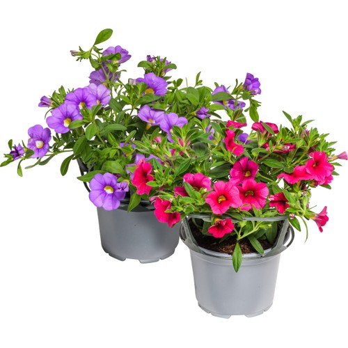 Petunia 12 cm ICA