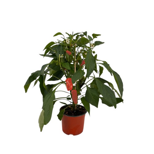Paprika 14 cm